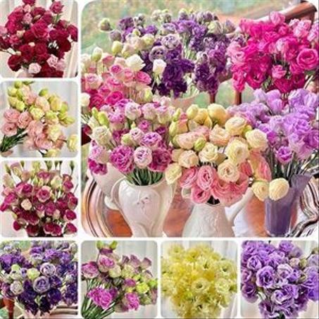 المنزل والحديقة