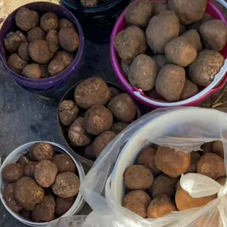 ترفاس دكالة (أحمر/أسود) – كميات جد محدودة – لا تفوت الفرصة