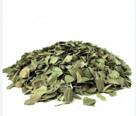 Feuilles de jujubier