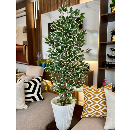 شجرة الفيكس الزخرفية 🌿  140 cm