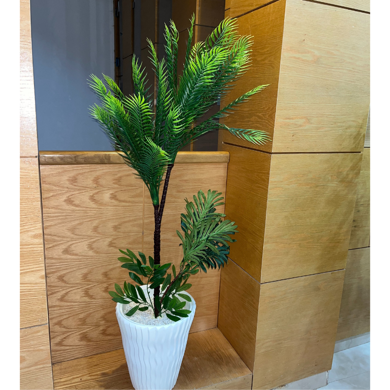 Cycas Revoluta / نخيل السيكاس