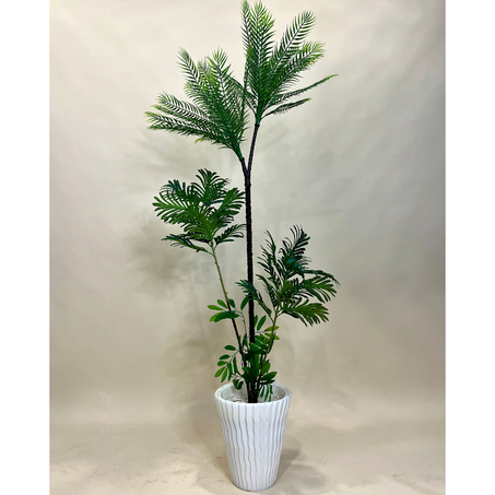 Cycas Revoluta / نخيل السيكاس