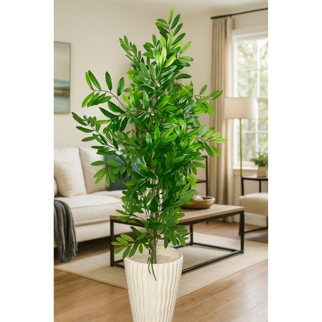 شجرة الزيتون - Ficus maclellandii 140CM