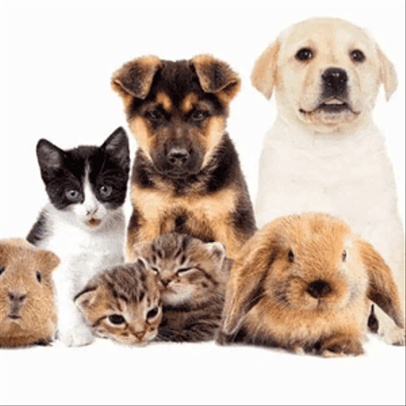 الحيوانات الأليفة