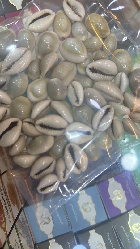 ودع عدد سبعه حبات حجم متوسط 