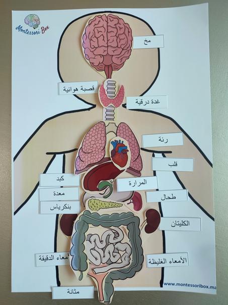 نشاط أعضاء الجسم الداخلية (A3)