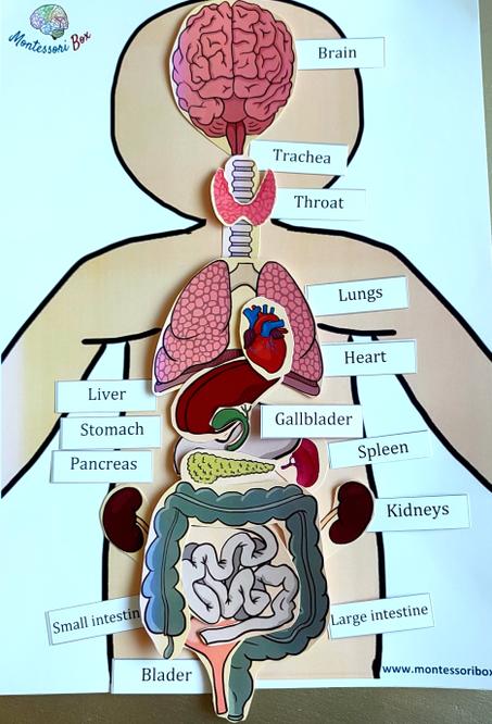 Internal organs activity A3