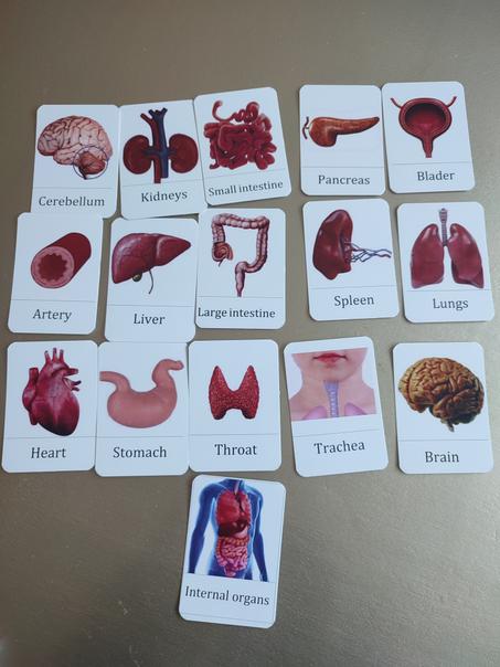 Organ intern cards