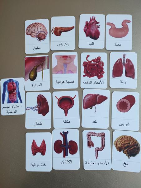 بطاقات أعضاء جسم الإنسان