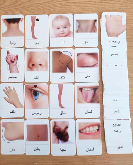 بطاقات جسم الإنسان