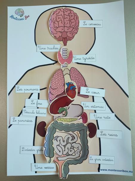 Activité des organes format A3