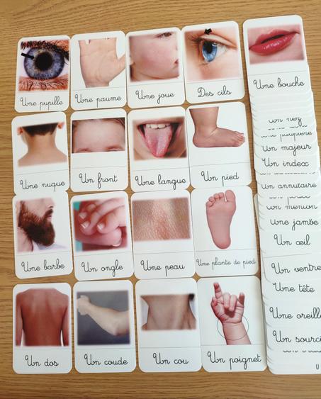 45 cartes de nomenclature des parties du corps humain
