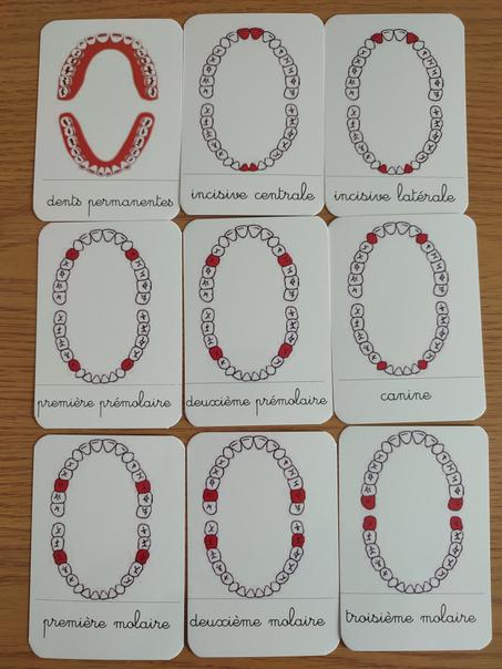 9 cartes des dents