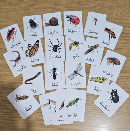 بطاقات الحشرات