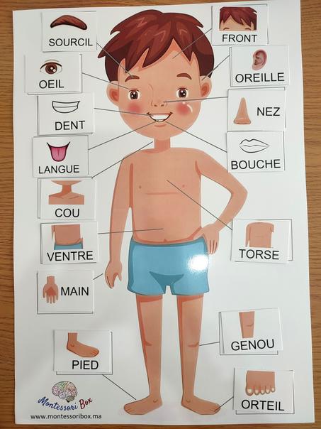 Activité des parties du corps, format A3 (arabe, anglais, français)