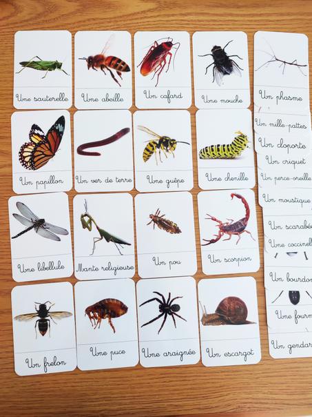 27 cartes de nomenclature des insectes