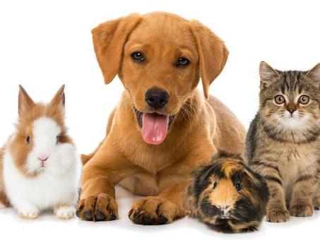 منتجات الحيوانات الأليفة
