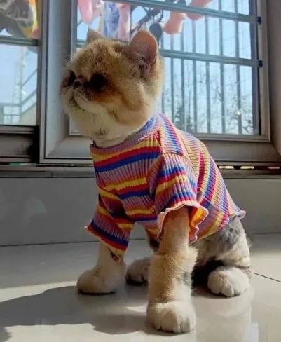 Vêtements