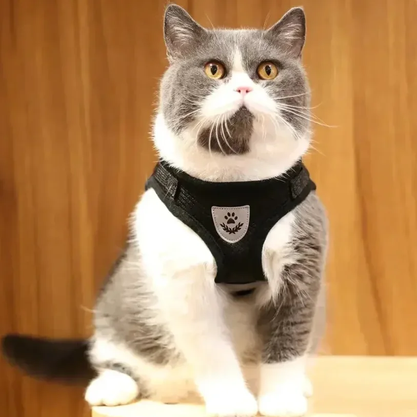 Harnais Chat avec Bande Réfléchissante