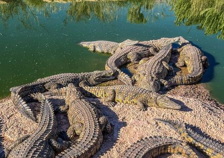 Agadir Crocodile & Anaconda Park Visit