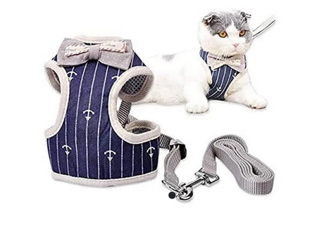 Harnais pour chat