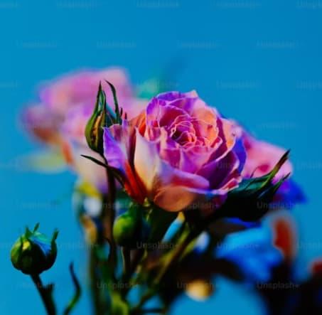 الجمال و الموضة