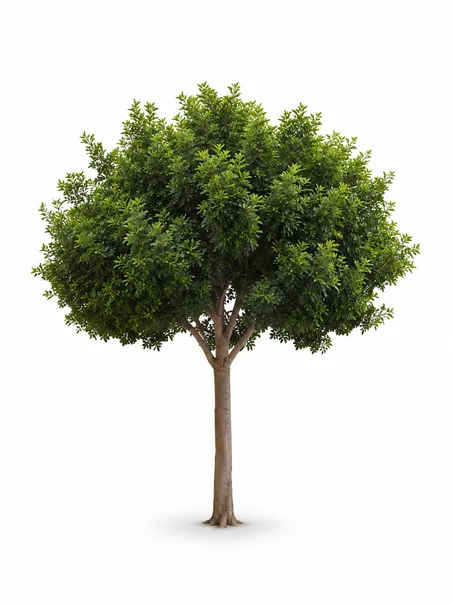 الأشجار