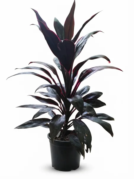 cordyline rouge