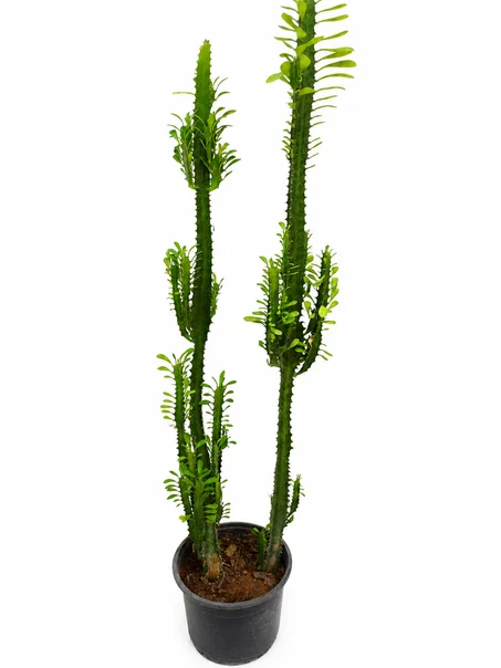 euphorbia trigona