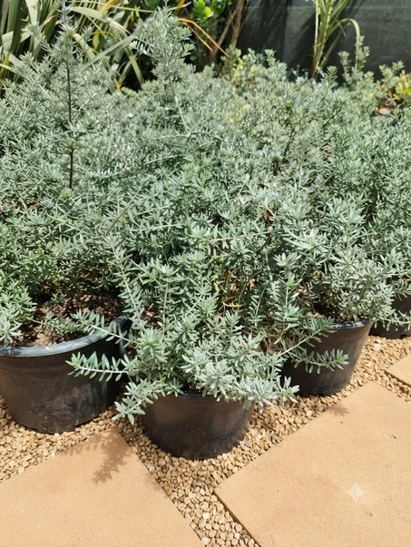 westringia