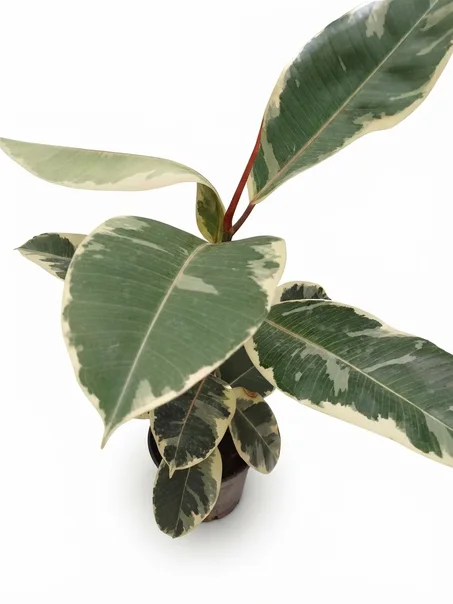 ficus elastica tineke