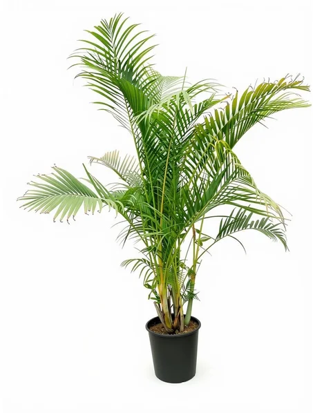 areca