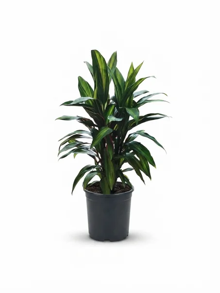 cordyline fruticosa kiwi