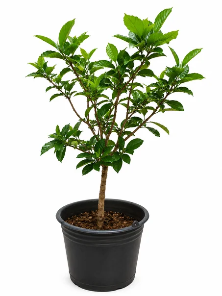gardinia