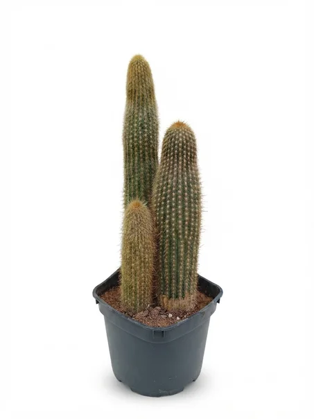 cactus cierge jaune