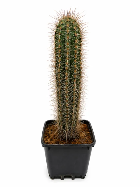 pachycereus cactus