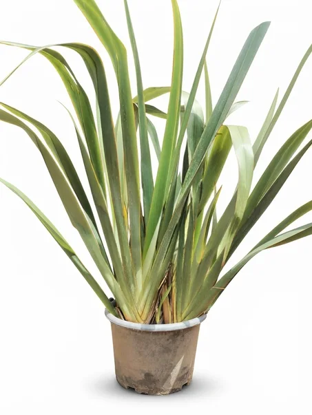 phormium tenax