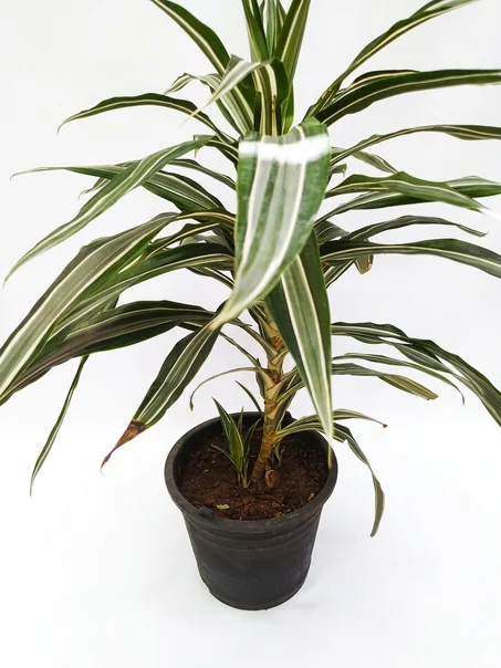 dracena