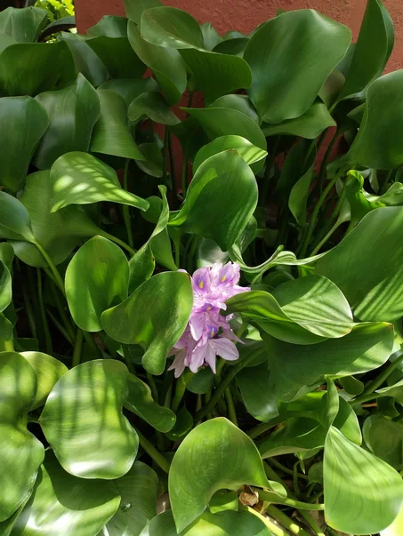 jacinthe d'eau