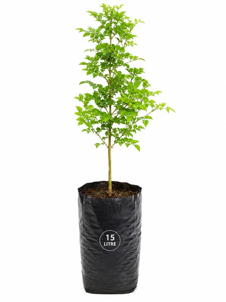 duranta verte