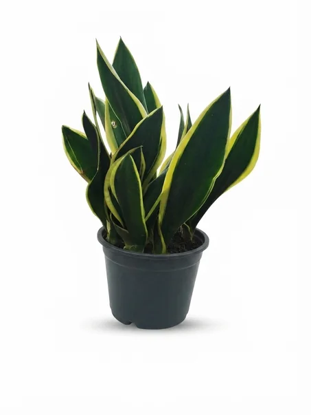 sansevieria
