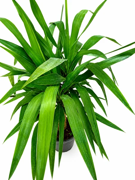 yucca