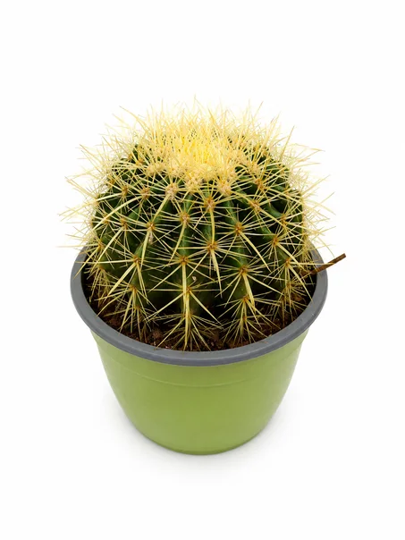 cactus oursin