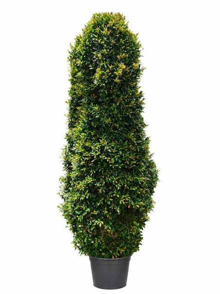 Eugenia
