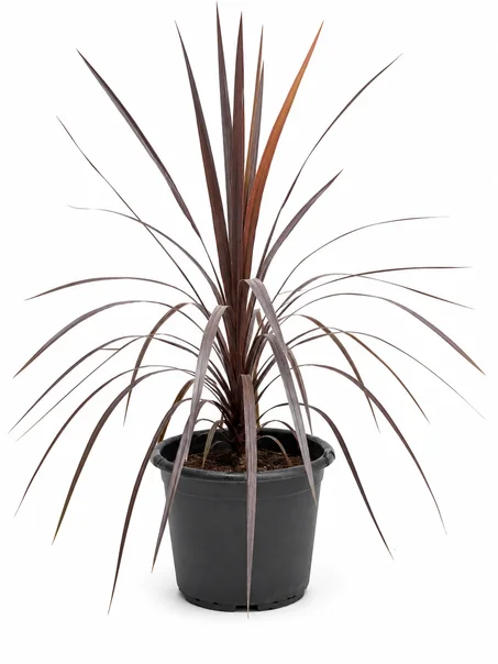 Cordyline australis