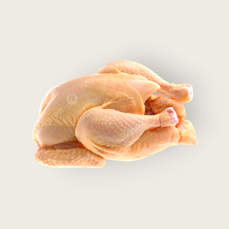 دجاج حجم كبير