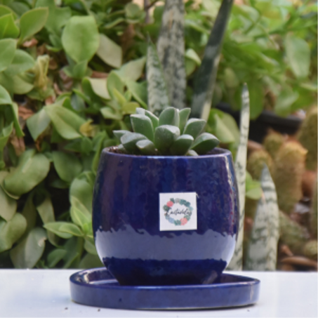 🌵Les plantes succulentes