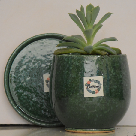 🌵 les plantes succulentes