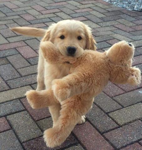 مستلزمات الحيونات أليفة