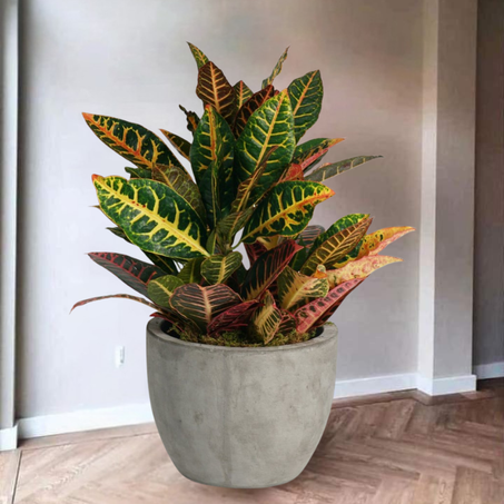 Garden croton